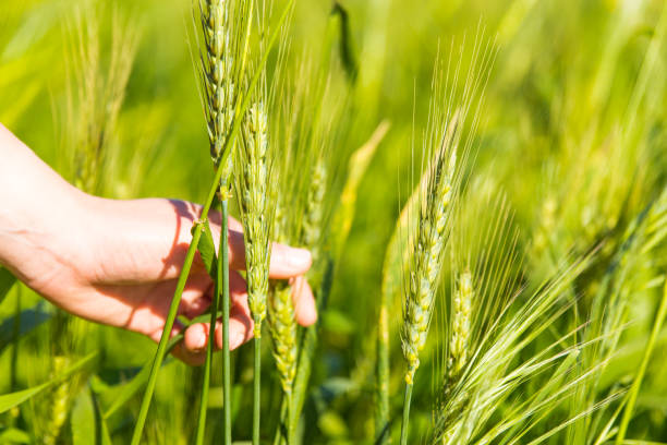 istock Whoman hand holding wheat spikelets field zoom in. 958511386