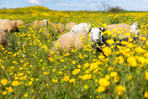 istock Sheep herd pasturing blossoming flowers field. 958511686