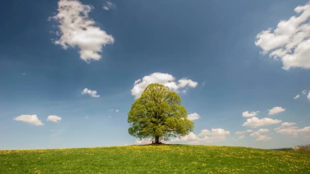 time lapse of moving clouds on blue sky behind single linden tree on meadow