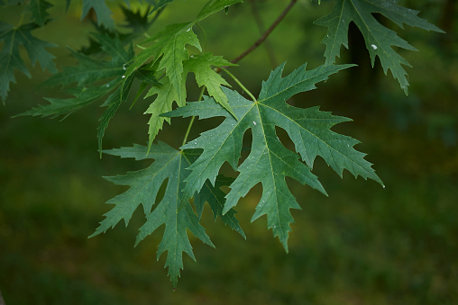 Acer saccharinum foliage