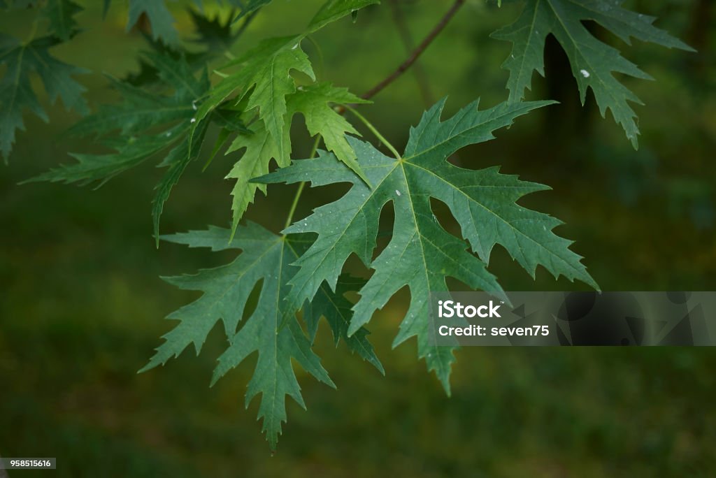 Acer saccharinum Acer saccharinum foliage Silver Maple Stock Photo