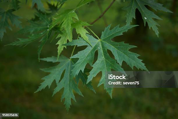 Acer Saccharinum Stock Photo - Download Image Now - Silver Maple, Annona Glabra, Botany