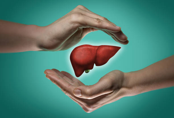 The concept of a healthy liver. stock photo