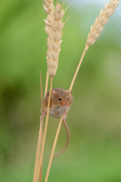 Av Field Mouse 2,100+ Field Mouse Stock Photos, Pictures & Royalty-Free Images - iStock