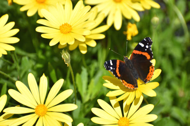 istock Red Admiral Butterfly on Yellow Flowers 958523476