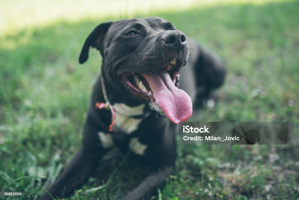 Felicità del cane - Foto stock royalty-free di Cane