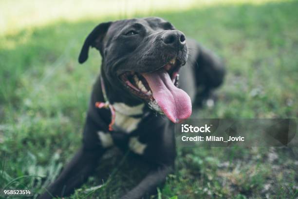 Felicità Del Cane - Fotografie stock e altre immagini di Cane - Cane, Felicità, Pit Bull Terrier