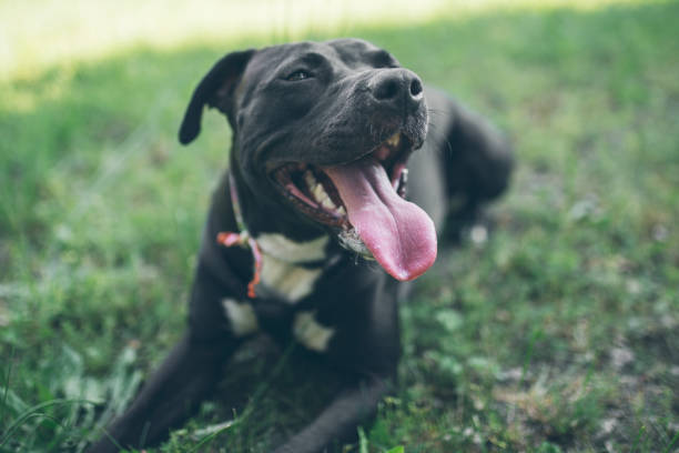 Dog happiness Dog happiness american staffordshire terrier stock pictures, royalty-free photos & images