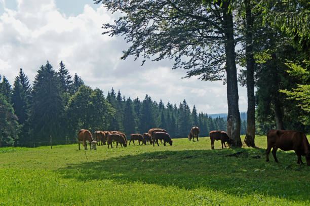 istock A herd of cows in the Black Forest 958526062