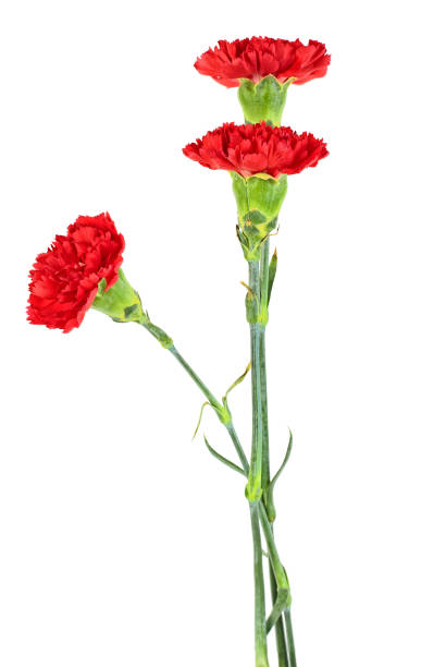 istock Beautiful red carnation flowers isolated on white background 958526720