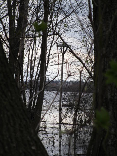 istock Nest Box in the Swamp 958529474