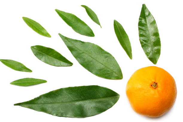 istock mandarin with slices and green leaf isolated on white background top view 958529498