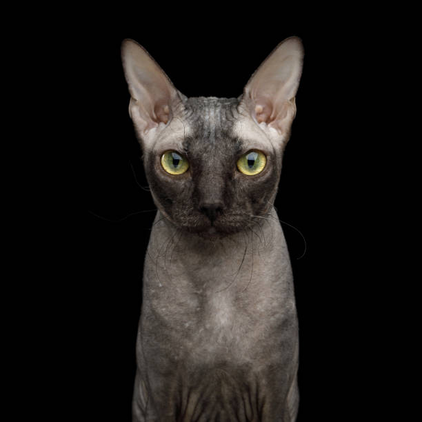 istock Sphynx Cat on isolated black background 958530676