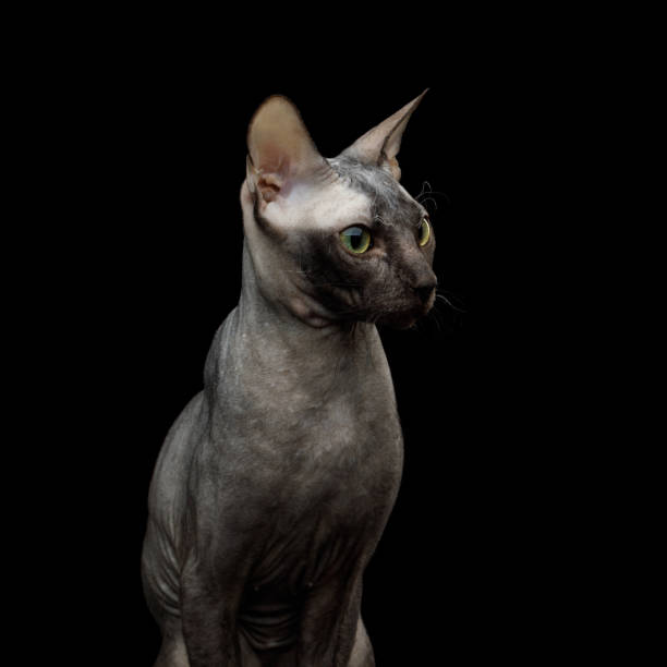 istock Sphynx Cat on isolated black background 958531030