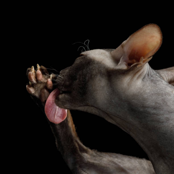 istock Sphynx Cat on isolated black background 958531256