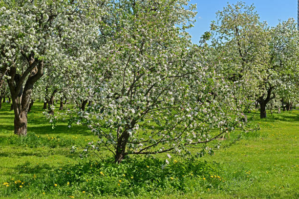 istock Blooming Apple Garden in Moscow 958531818