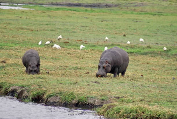 istock Hippos in Chobe National Park 958532216