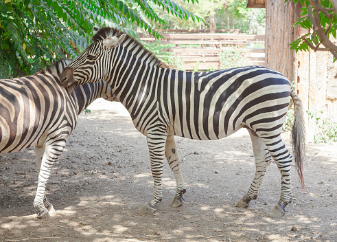 Beautiful Zebra Animal Stock Photo - Download Image Now - Abstract, Africa, Animal - iStock Beautiful Zebra Animal Stock Photo - Download Image Now - Abstract, Africa, Animal - iStock