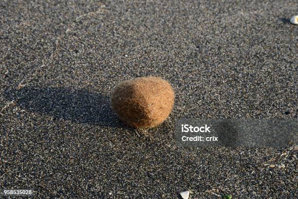 Sea Algae Hairball On The Beach Neptune Grass Or Mediterranean Tapeweed Stock Photo - Download Image Now