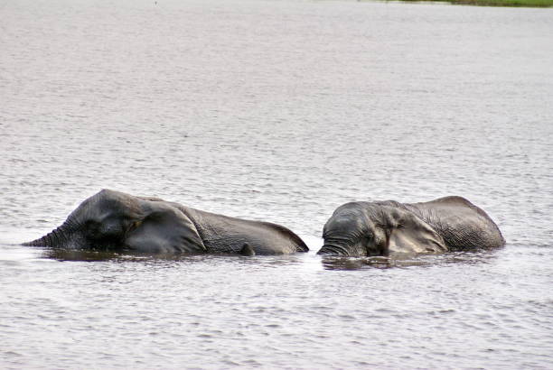 istock Elephants in Chobe National Park 958536672