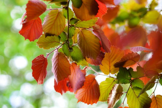 istock Abstract summer, autumn background.Autumn red leaves on a blure bokeh background. 958539416
