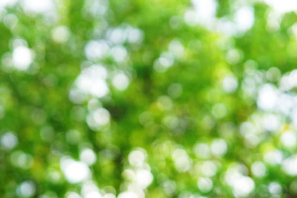 istock Abstract green leaves bokeh. Spring, summer background 958539616