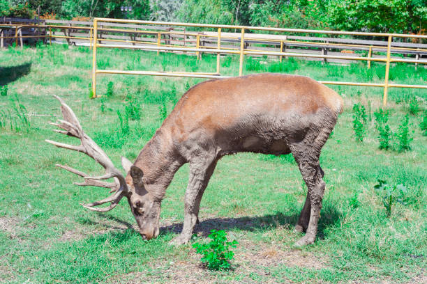 istock wild male deer animal 958542300