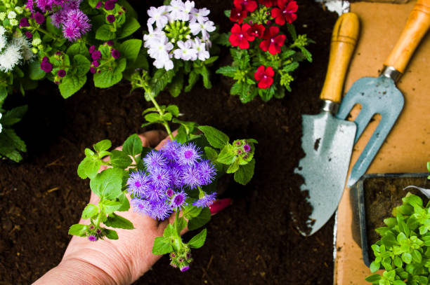 Woman planting flowers in the soil first person Woman planting flowers in the soil first person view trowel gardening shovel gardening equipment stock pictures, royalty-free photos & images