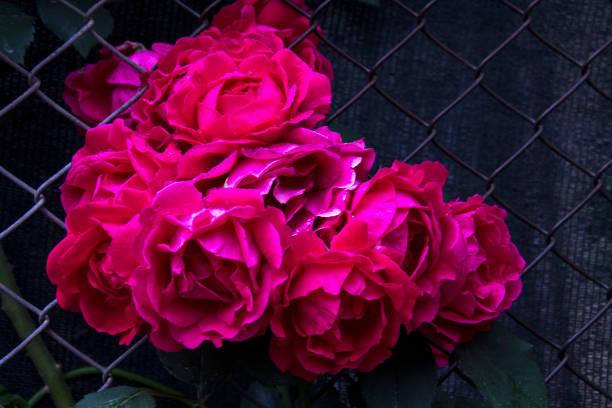 istock Red roses isolated on black. 958545960