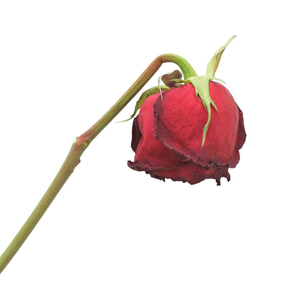 istock Lifeless wilted once vivacious rose against bleak background 95854597