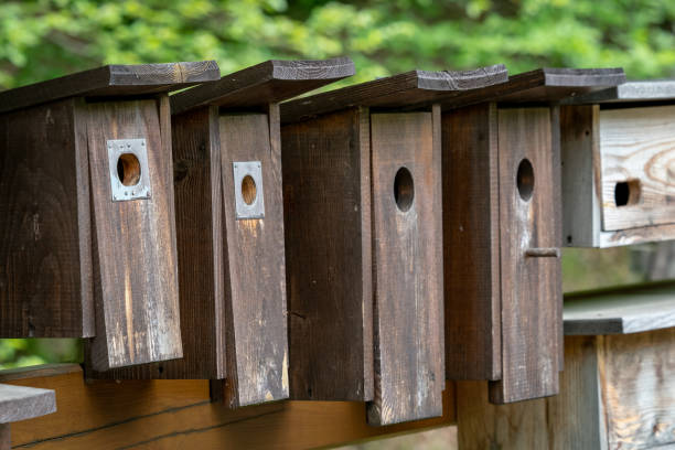 istock Wooden bird houses in a row, bird boxes. 958546474