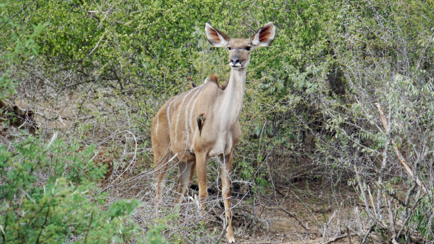 istock Kudu female with Red-billed Oxpeckers 958547084