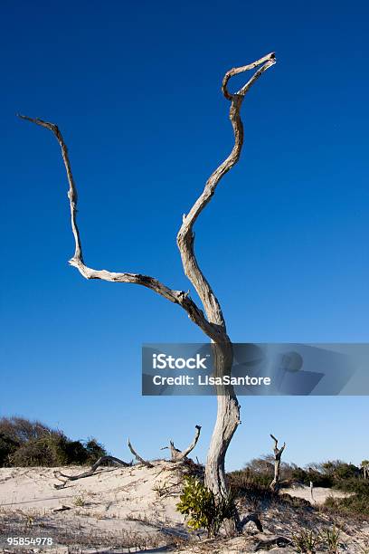 Photo libre de droit de Arbre Se Démarque banque d'images et plus d'images libres de droit de Arbre - Arbre, Bleu, Ciel