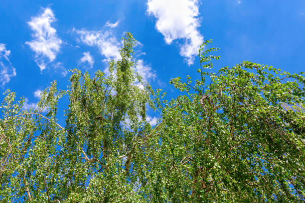 abedul árbol ramas contra el cielo azul de primavera - treetop sky tree high section fotografías e imágenes de stock