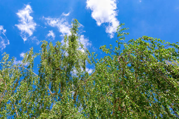 galhos de árvore de vidoeiro contra o céu azul na primavera - treetop sky tree high section - fotografias e filmes do acervo