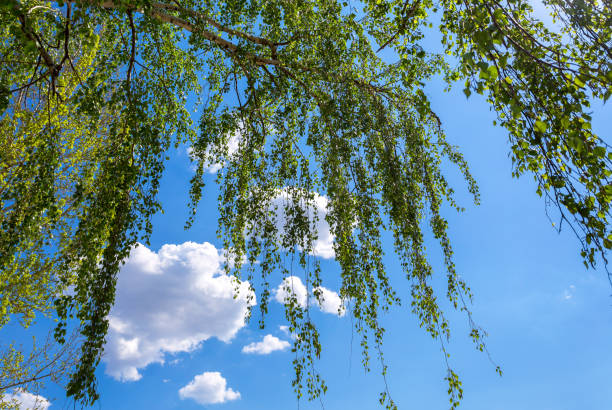 birch tree branches against the blue sky in springtime - treetop sky tree high section imagens e fotografias de stock