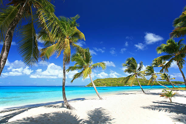 Tropical Island Paradise  tobago cays stock pictures, royalty-free photos & images