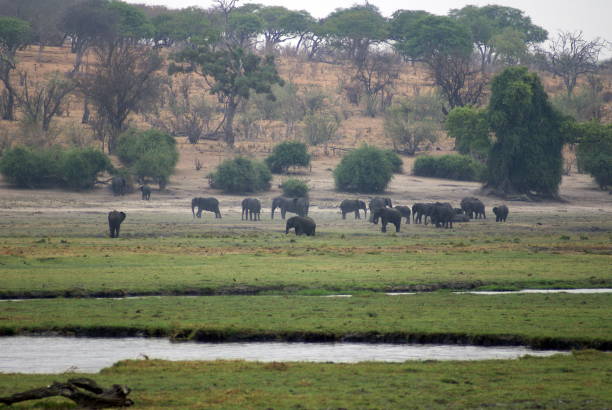istock Elephants in Chobe National Park 958550766