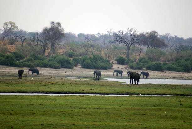 istock Elephants in Chobe National Park 958551008