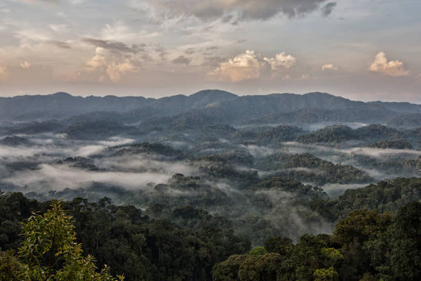 Early morning mist in the rainforest of Rwanda Early morning view from a hill into the tropical cloud forest in Nyungwe National Park, Rwanda. 
Nyungwe Forest National Park is a national park in southwestern Rwanda, The area has a wide diversity of animal species, making it a priority for conservation in Africa. One of the highlights is the fact that there are 13 different primate species living there. rwanda photos stock pictures, royalty-free photos & images