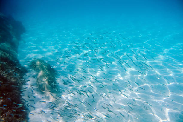 Underwater shot of a sand seabed with school of fish swimming about