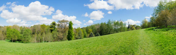 istock panoramic view Spring forest park,Northern Ireland 958552742