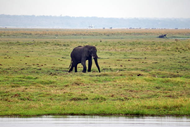 istock Elephant in Chobe National Park 958555384