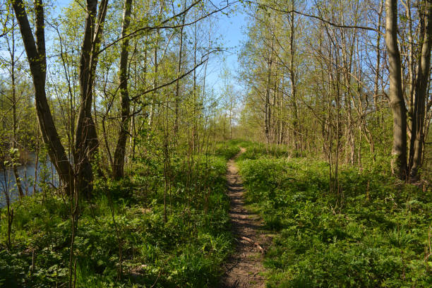 istock Path along the river Bank on a Sunny spring day. 958555518