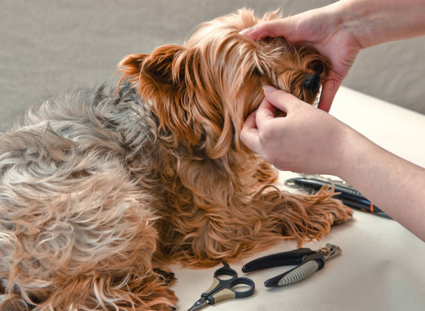 istock Dog care, close-up 958556070