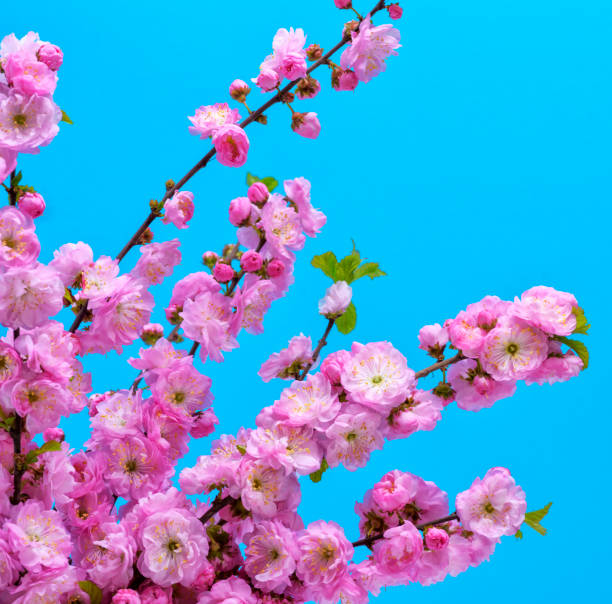 istock branches with pink flowers Louiseania triloba 958558804