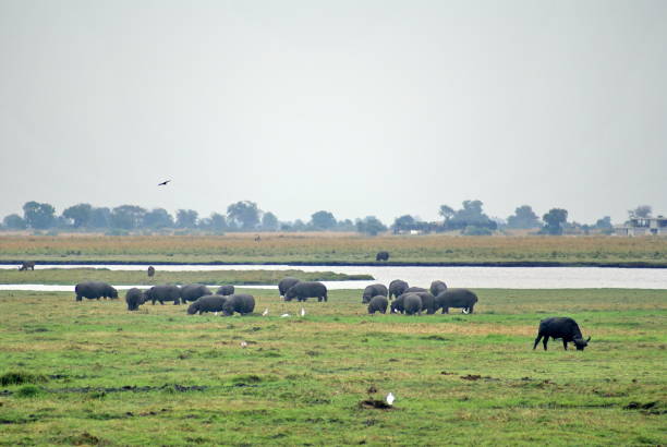 istock Hippos in Chobe National Park 958559064