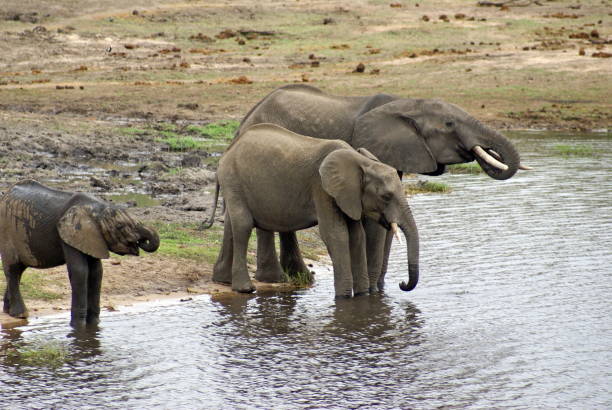 istock Elephants in Chobe National Park 958559786