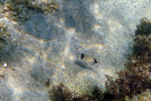 istock Underwater photo of a fish 958562188
