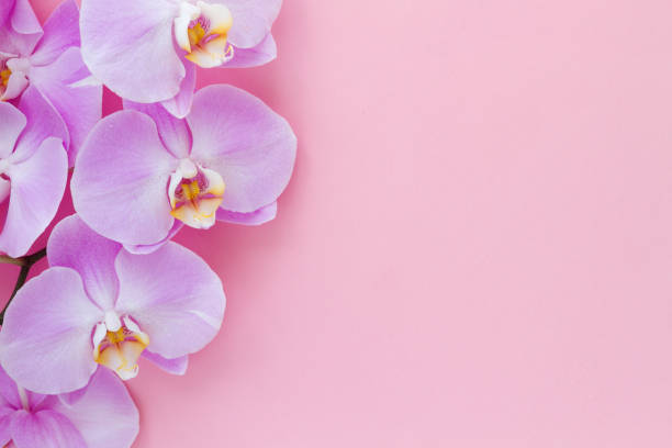 istock Orchid Phalaenopsis on a pink background. 958562194